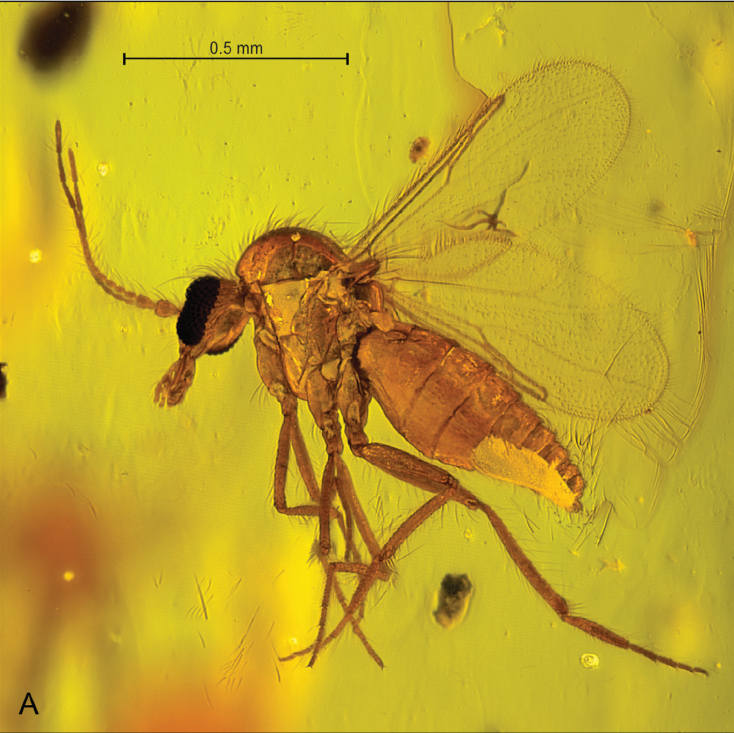 最近！身上突然不明原因癢一下、又紅又腫，不是蚊子干的，怎么回事？